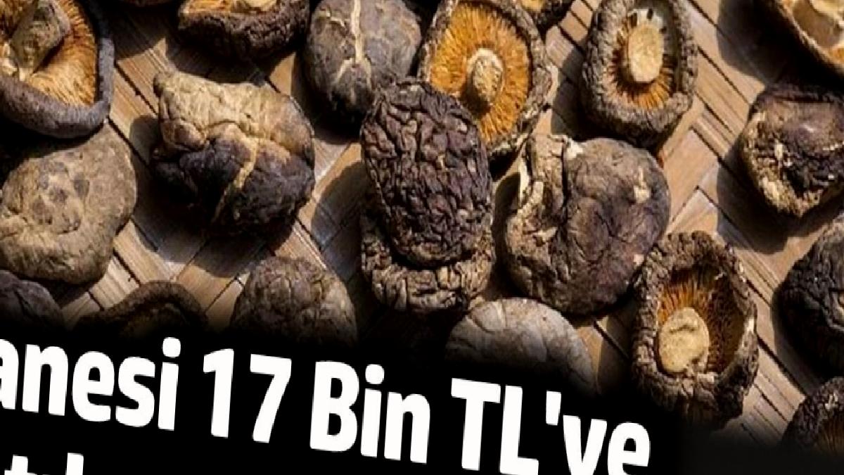 eken-guclu-oluyor-tanesi-17-bin-tlye-satiliyor-46HU6jDD.jpg